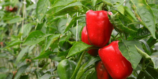 Cultivando pimientos en tu huerta urbana: Consejos y pasos clave